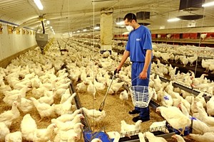 Poultry producers said feed costs were the biggest cause of production cost hikes