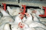 Safety of European meat imports is largely a 