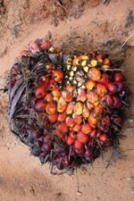Calls for sustainable palm oil show 'ignorance of process'