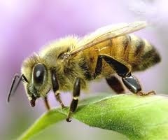 Poor weather frustrated bees' attempts to pollinate apple crops and could lift prices
