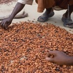 Barry Callebaut has seen positive results from training farmers