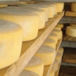 Cheese ripening can take from three weeks to more than a year 