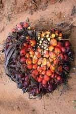 The road to sustainable palm oil: An oily problem
