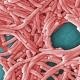 The source of the Legionnaires' outbreak may never be traced