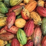 Cargill has invested in cocoa farmer training 