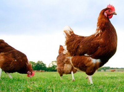 London Food Link Network is pressing councils to commit to sourcing eggs from cage-free hens