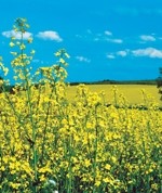 D-day for biofuels targets draws closer
