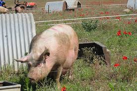 One of the UK's largest outdoor pig rearing businesses, Dent Ltd, has gone into administration