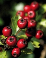 Cranberry fruit purée can extend seasonal range