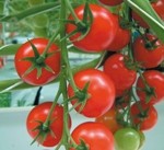 Lycopene put to the test