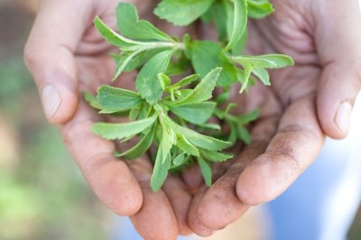 The StarLeaf stevia leaf will be planted across thousands of hectares globally
