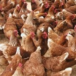 Chicken production density is lower in the UK than in mainland Europe 