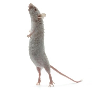 Rentokil claimed the 'unique biocide' could kill 99.9999% of pathogens left behind by rodents 