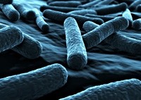 E.coli O157 infection can cause stomach cramps, diarrhoea, nausea and fever