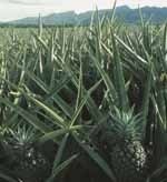 Climate change hits fresh pineapple supplies