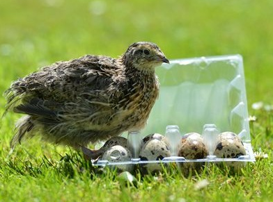 What came first the quail or the egg? In this case, it was the egg