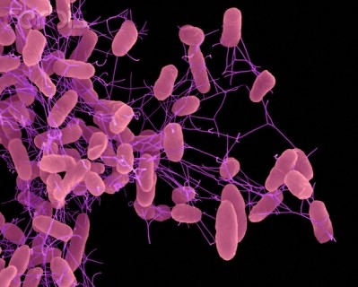 Salmonella enteriditis caused the food poisoning outbreak in the UK and the rest of Europe