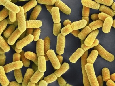  Lactobacillus rhamnosus GG: has been the focus of more than 200 clinical studies 