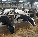 Dairy farmers' fate hangs in the balance, say experts