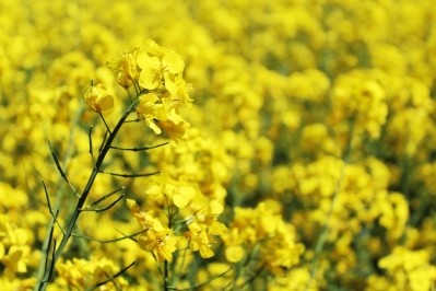 RCMA is to open a £25M rapeseed processing facility and create 30 jobs