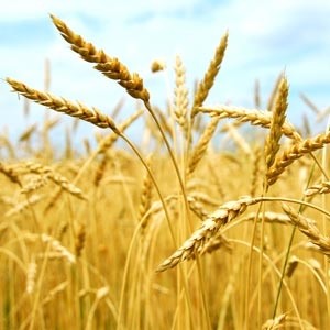 Poor weather has made wheat prices unstable.
