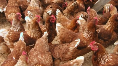 The British poultry sector has led the way in cutting the use of antibiotics 
