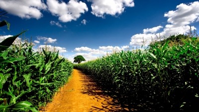 Maize is the only crop approved for GM cultivation in the EU