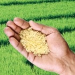 Rice alert: there have been 26 incidents of unauthorised rice from China this year