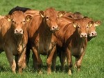 End mature beef rules, says UK