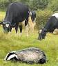 Badger cull row: Are badgers victims or villains?