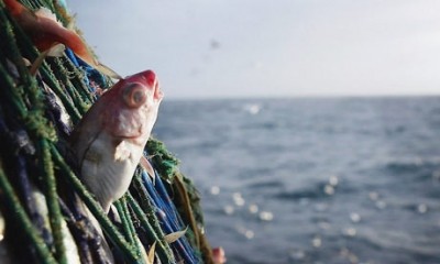 EC plans to introduce tougher fish quotas will damage sustainability, claims DEFRA