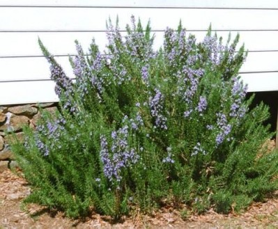 Naturex aims to make the most of rosemary's preservative potential