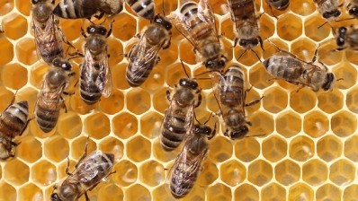 Wild bee colonies are in decline