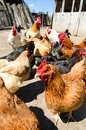 Chickens are a key reservoir for Campylobacter