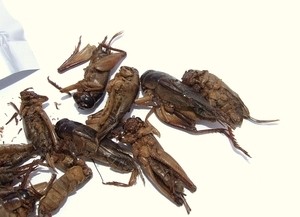 Thai fried giant crickets