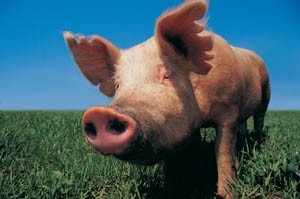 Will rising pig prices dent ‘class act’ Cranswick?
