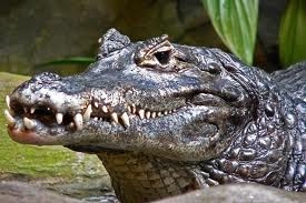 Caiman in Costa Rica could prove a casualty of the world's £10bn banana trade