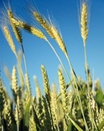UK crop yields under threat