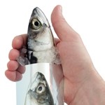 Postler's new fish-packaging concept 