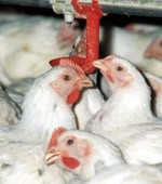 T&G claims victory over poultry imports
