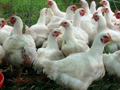 Cargill processes fresh chickens at Newent