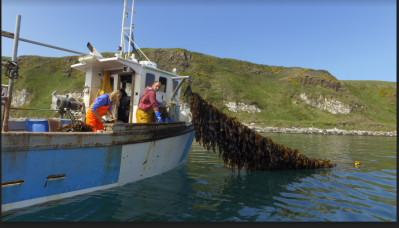 Harvesting kelp in the pristine waters off Rathlin Island