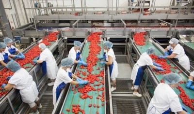 All the tomatoes Princes processed from Italian suppliers in 2018 came from ethically accredited farms