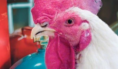 CO2 has several uses in the food industry, including humane poultry culling