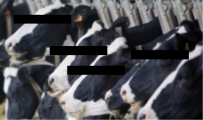 Animal abuse claims against a milk supplier to Freshways have been labelled unfounded by Red Tractor 
