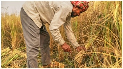Harvesting rice by hand, Haryana, India. Credit: Nice Rice