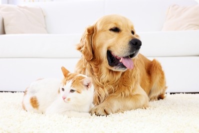 Burns Pet Nutrition has been acquired by Assisi Pet Care Group. Image: Getty, Skynesher