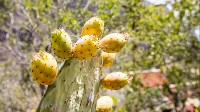 Cacto soft drinks are made with prickly pear cactus fruit. Credit: Getty / EMS-FORSTER-PRODUCTIONS