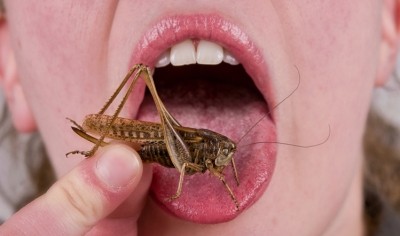Edible insects sold in the UK are done illegaly, according to Horizon Insects