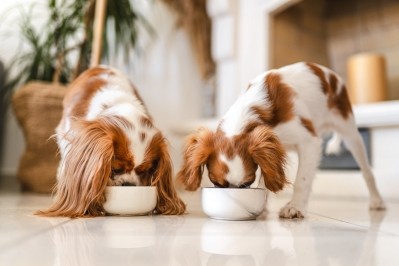 Meatly is waiting on regulatory approval to launch its cultivated meat pet food nationwide. Image: Getty, Su Arslanoglu